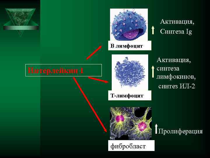  Активация, Синтеза Ig В лимфоцит Активация, Интерлейкин 1 синтеза лимфокинов, синтез ИЛ-2 Т-лимфоцит