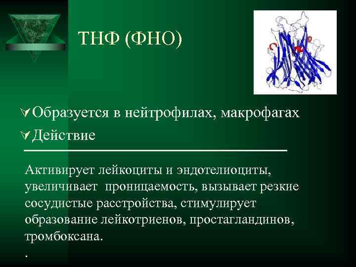  ТНФ (ФНО) Ú Образуется в нейтрофилах, макрофагах Ú Действие Активирует лейкоциты и эндотелиоциты,