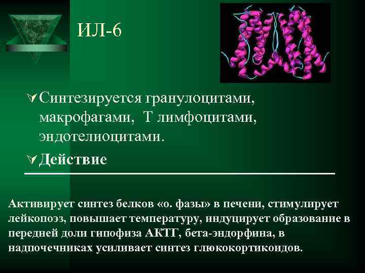  ИЛ-6 Ú Синтезируется гранулоцитами, макрофагами, Т лимфоцитами, эндотелиоцитами. Ú Действие Активирует синтез белков