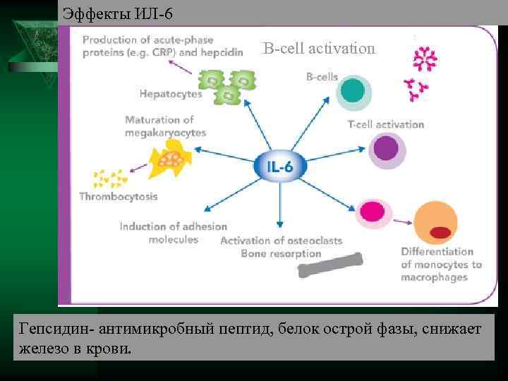  Эффекты ИЛ-6 B-cell activation Гепсидин- антимикробный пептид, белок острой фазы, снижает железо в