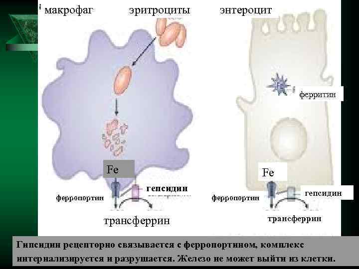  макрофаг эритроциты энтероцит ферритин Fe гепсидин ферропортин трансферрин Гипсидин рецепторно связывается с ферропортином,