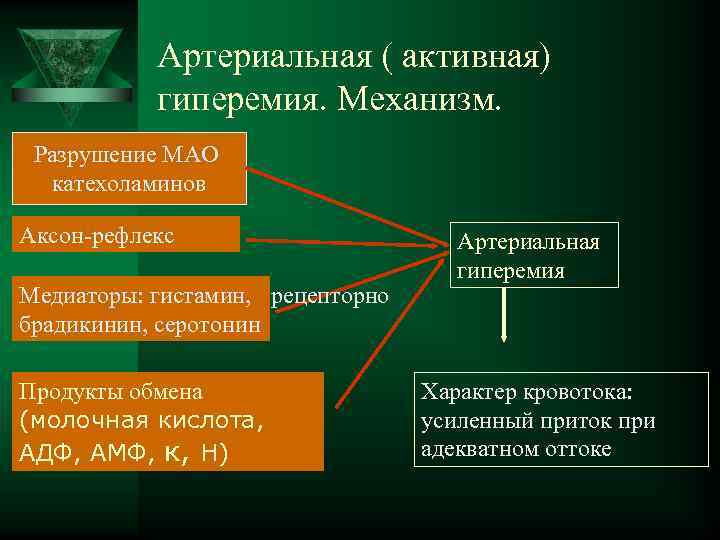  Артериальная ( активная) гиперемия. Механизм. Разрушение МАО катехоламинов Аксон-рефлекс Артериальная гиперемия Медиаторы: гистамин,