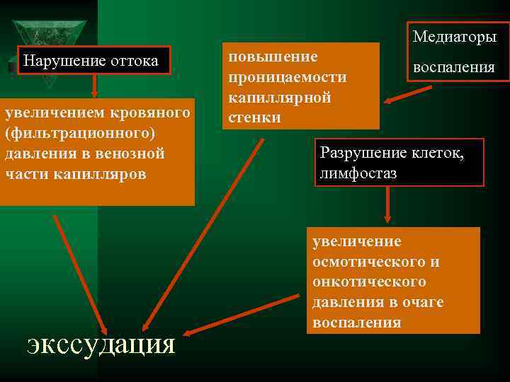  Медиаторы Нарушение оттока повышение воспаления проницаемости капиллярной увеличением кровяного стенки (фильтрационного) давления в