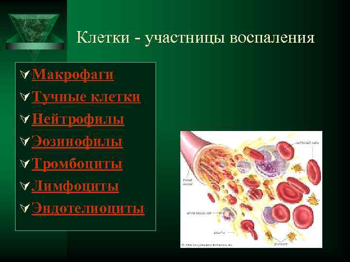  Клетки - участницы воспаления Ú Макрофаги Ú Тучные клетки Ú Нейтрофилы Ú Эозинофилы