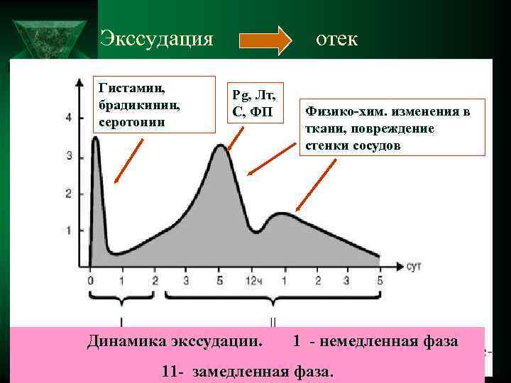  Экссудация отек Гистамин, Pg, Лт, брадикинин, C, ФП Физико-хим. изменения в серотонин ткани,