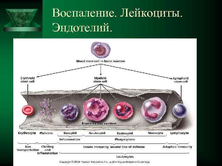 Воспаление. Лейкоциты. Эндотелий. 