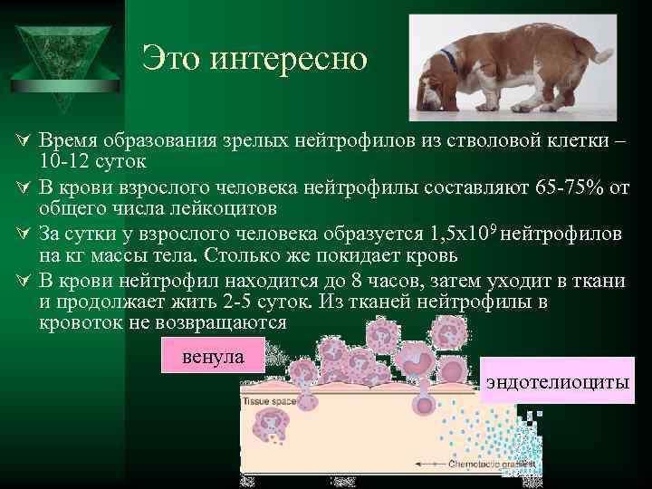  Это интересно Ú Время образования зрелых нейтрофилов из стволовой клетки – 10 -12