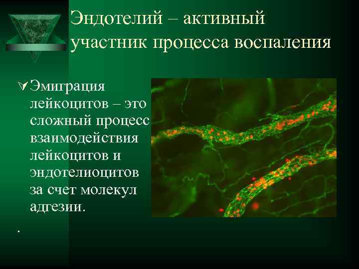  Эндотелий – активный участник процесса воспаления Ú Эмиграция лейкоцитов – это сложный процесс