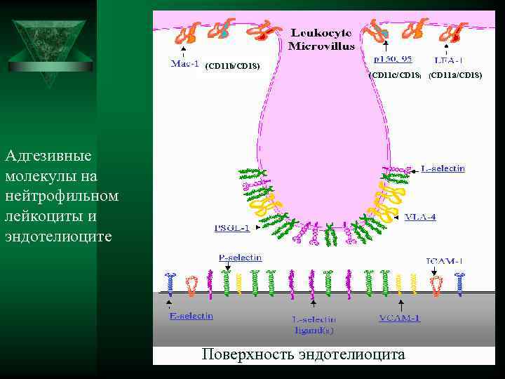  (CD 11 b/CD 18) (CD 11 c/CD 18) (CD 11 a/CD 18) Адгезивные