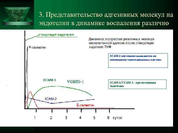 3. Представительство адгезивных молекул на эндотелии в динамике воспаления различно ICAM-2 постоянно выявляется на