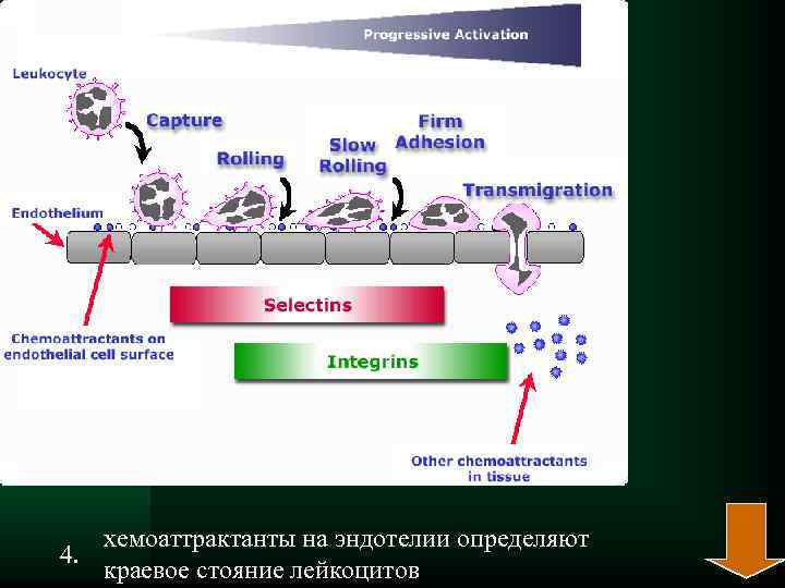  хемоаттрактанты на эндотелии определяют 4. краевое стояние лейкоцитов 