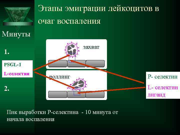  Этапы эмиграции лейкоцитов в очаг воспаления Минуты захват 1. PSGL-1 L-селектин роллинг Р-