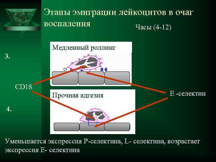  Этапы эмиграции лейкоцитов в очаг воспаления Часы (4 -12) Медленный роллинг 3. CD