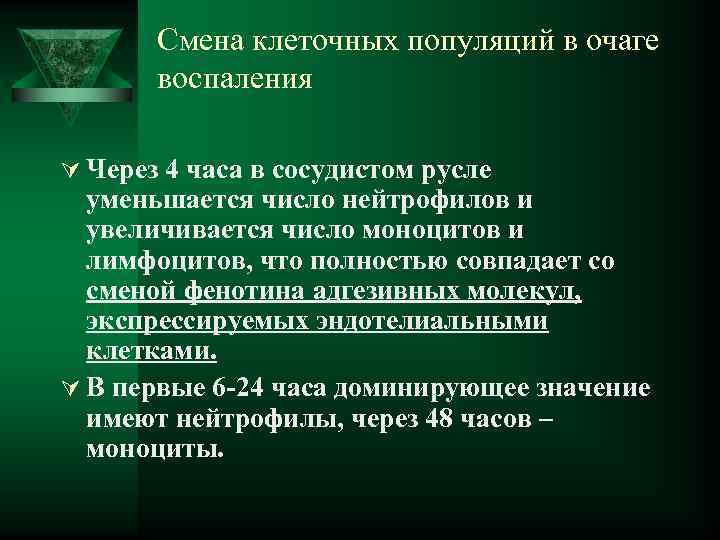  Смена клеточных популяций в очаге воспаления Ú Через 4 часа в сосудистом русле