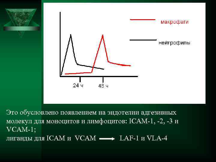 Это обусловлено появлением на эндотелии адгезивных молекул для моноцитов и лимфоцитов: ICAM-1, -2, -3