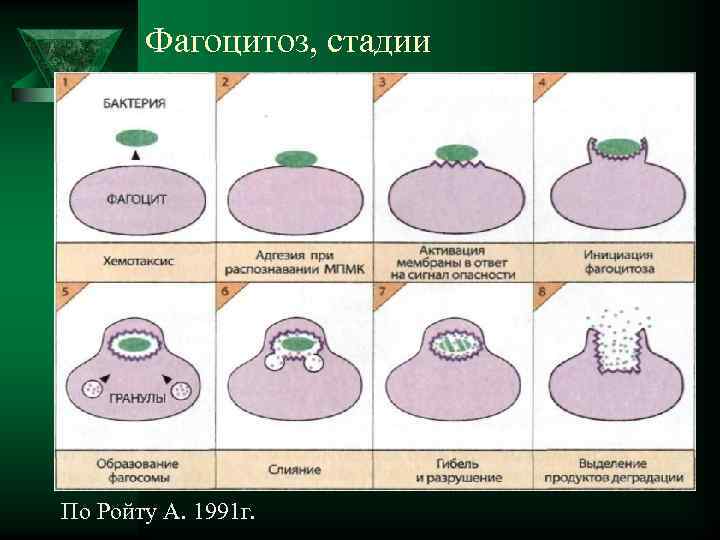  Фагоцитоз, стадии По Ройту А. 1991 г. 