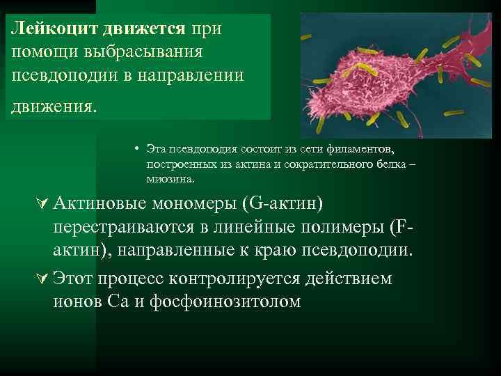 Лейкоцит движется при помощи выбрасывания псевдоподии в направлении движения. • Эта псевдоподия состоит из