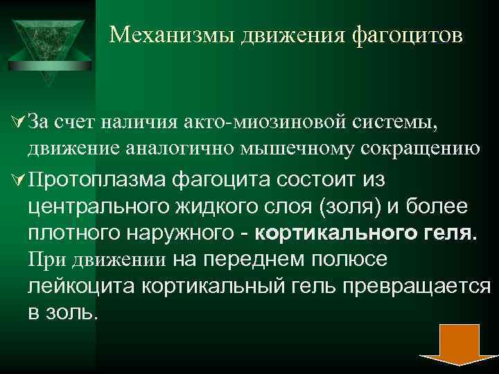  Механизмы движения фагоцитов Ú За счет наличия акто-миозиновой системы, движение аналогично мышечному сокращению