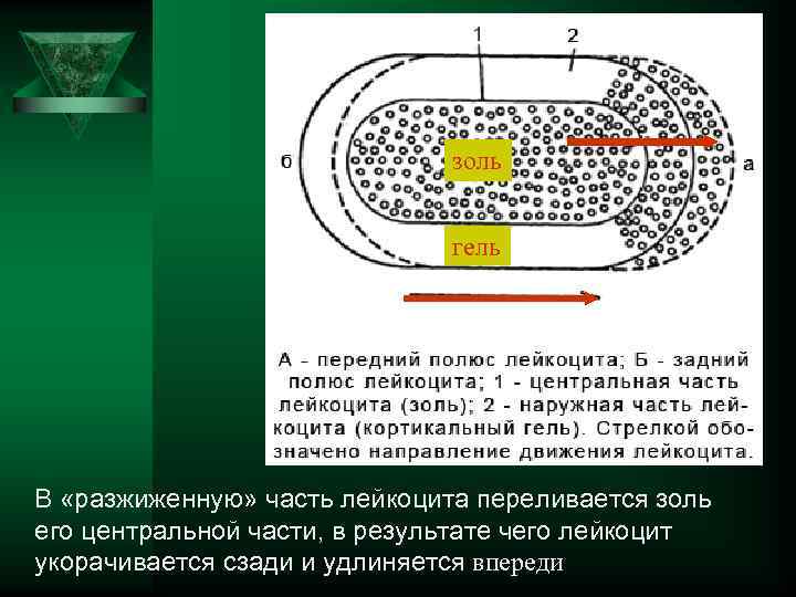  золь гель В «разжиженную» часть лейкоцита переливается золь его центральной части, в результате