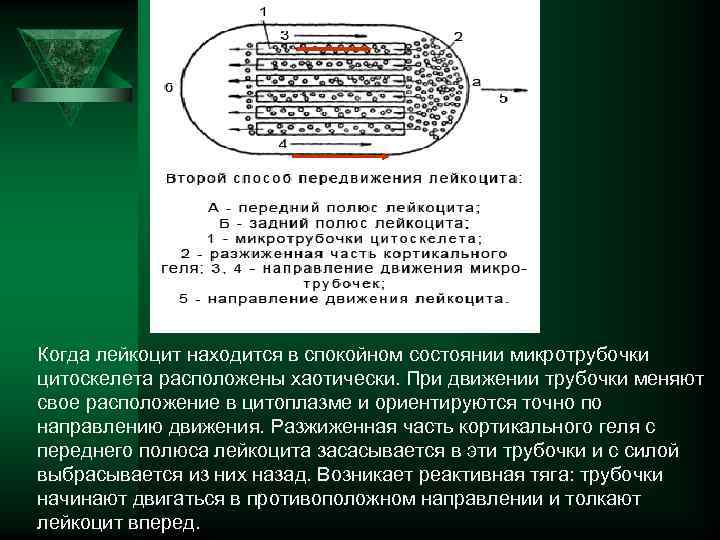 Когда лейкоцит находится в спокойном состоянии микротрубочки цитоскелета расположены хаотически. При движении трубочки меняют