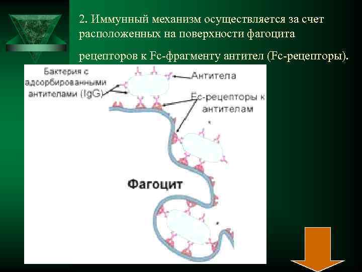 2. Иммунный механизм осуществляется за счет расположенных на поверхности фагоцита рецепторов к Fc-фрагменту антител