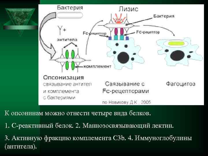 К опсонинам можно отнести четыре вида белков. 1. С-реактивный белок. 2. Маннозосвязывающий лектин. 3.