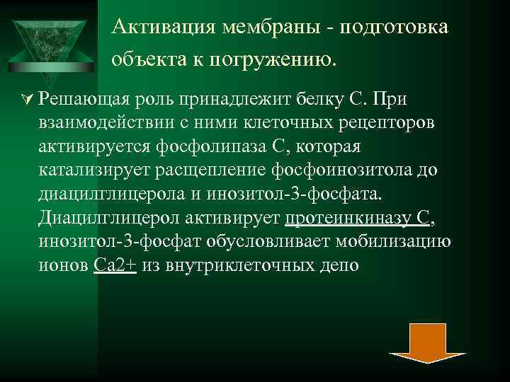  Активация мембраны - подготовка объекта к погружению. Ú Решающая роль принадлежит белку С.