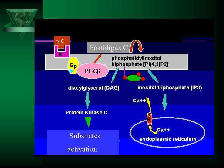  p. С Fosfolipaz C PLCβ Substrates activation 