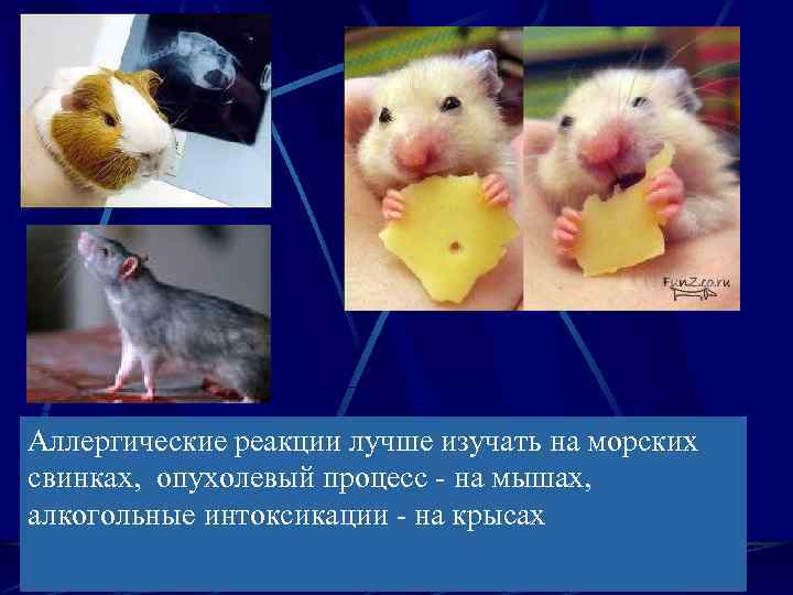 Аллергические реакции лучше изучать на морских свинках, опухолевый процесс - на мышах, алкогольные интоксикации
