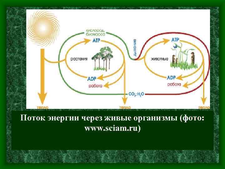 Поток энергии через живые организмы (фото: www. sciam. ru) 