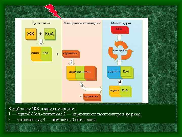 Катаболизм ЖК в кардиомиоците: 1 — ацил S Ко. А синтетаза; 2 — карнитин