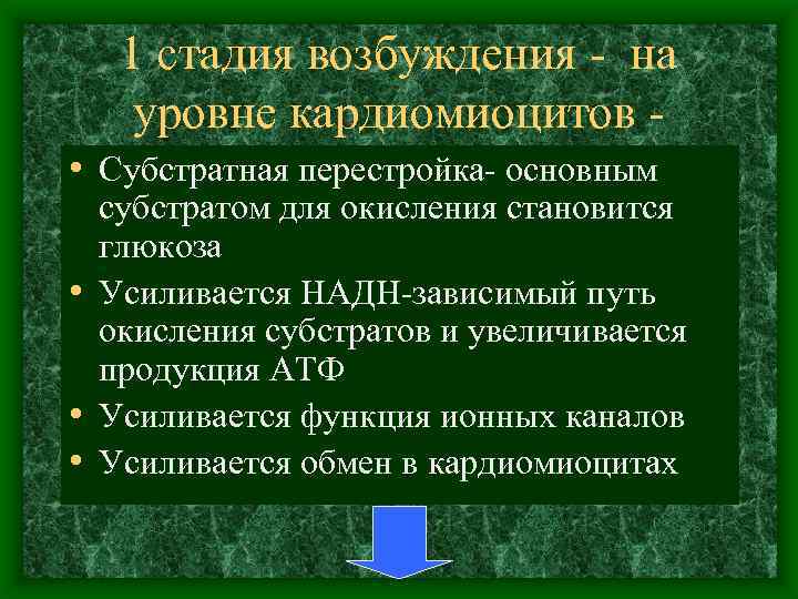 1 стадия возбуждения на уровне кардиомиоцитов • Субстратная перестройка основным субстратом для окисления становится