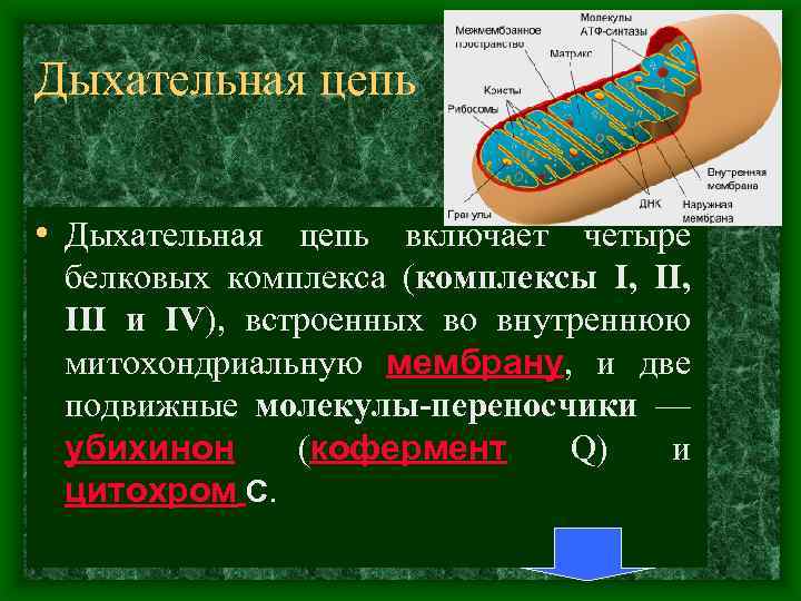 Дыхательная цепь • Дыхательная цепь включает четыре белковых комплекса (комплексы I, III и IV),