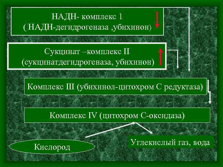 НАДН комплекс 1 ( НАДН дегидрогеназа , убихинон) Сукцинат –комплекс II (сукцинатдегидрогеназа, убихинон) Комплекс