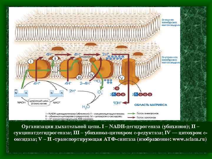 Организация дыхательной цепи. I – NADH-дегидрогеназа (убихинон); II – сукцинатдегидрогеназа; III – убихинол-цитохром c-редуктаза;