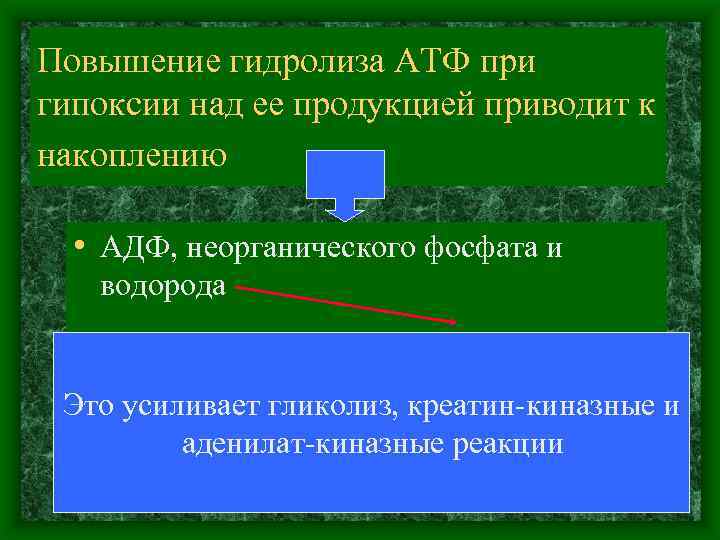Повышение гидролиза АТФ при гипоксии над ее продукцией приводит к накоплению • АДФ, неорганического