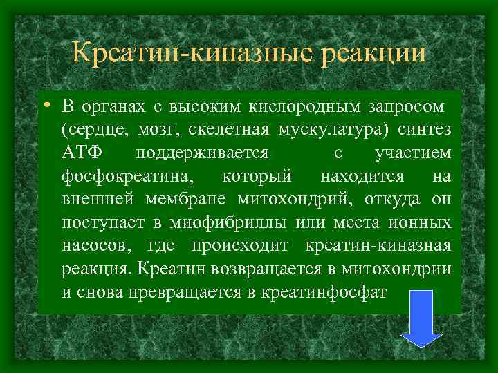 Креатин киназные реакции • В органах с высоким кислородным запросом (сердце, мозг, скелетная мускулатура)