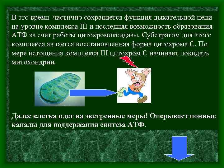 В это время частично сохраняется функция дыхательной цепи на уровне комплекса III и последняя