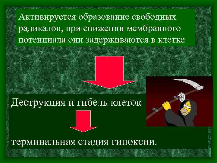 Активируется образование свободных радикалов, при снижении мембранного потенциала они задерживаются в клетке Деструкция и