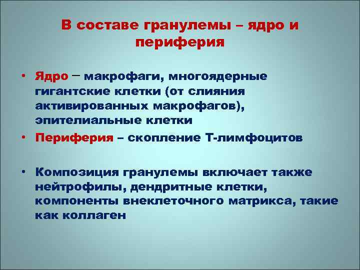 В составе гранулемы – ядро и периферия • Ядро – макрофаги, многоядерные гигантские клетки