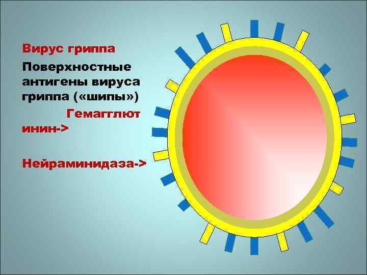 Вирус гриппа Поверхностные антигены вируса гриппа ( «шипы» ) Гемагглют инин-> Нейраминидаза-> 