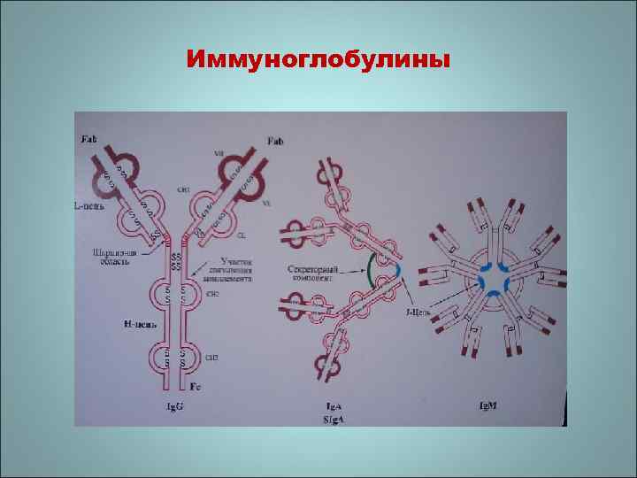Иммуноглобулины 