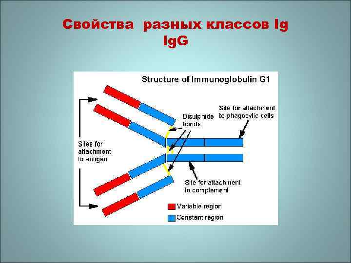 Свойства разных классов Ig Ig. G 