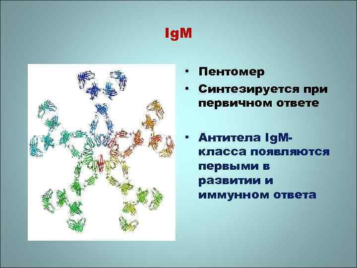 Ig. M • Пентомер • Синтезируется при первичном ответе • Антитела Ig. Mкласса появляются