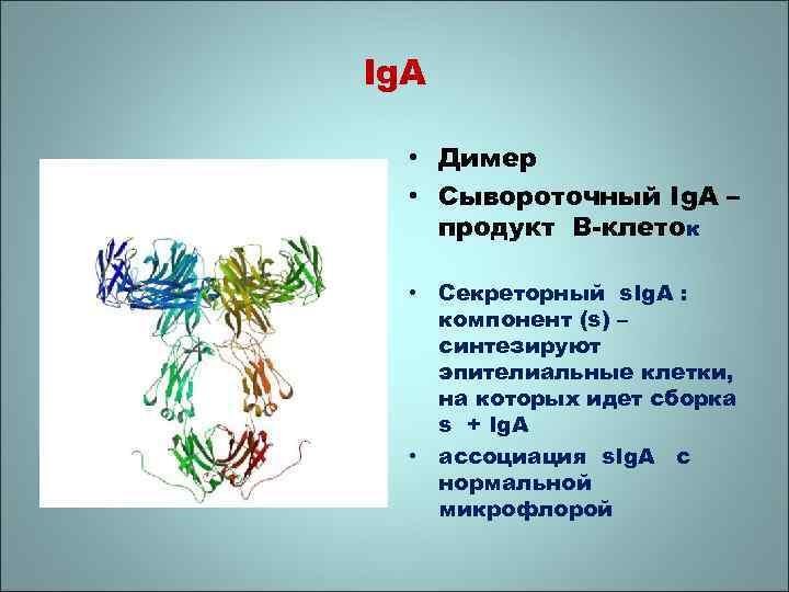 Ig. A • Димер • Сывороточный Ig. A – продукт В-клеток • Секреторный s.
