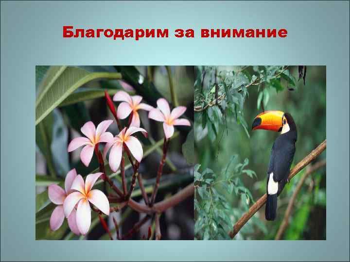 Благодарим за внимание 