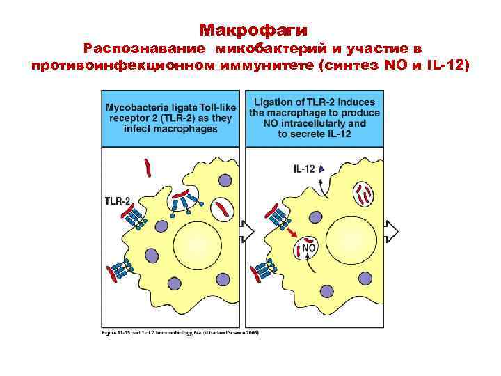 Макрофаги Распознавание микобактерий и участие в противоинфекционном иммунитете (синтез NO и IL-12) 