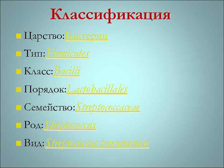 Классификация n Царство: Бактерии n Тип: Firmicutes n Класс: Bacilli n Порядок: Lactobacillales n