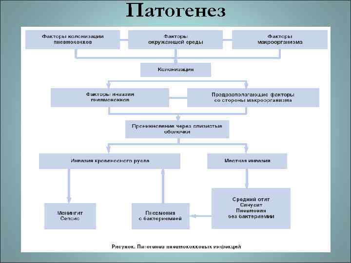 Патогенез 