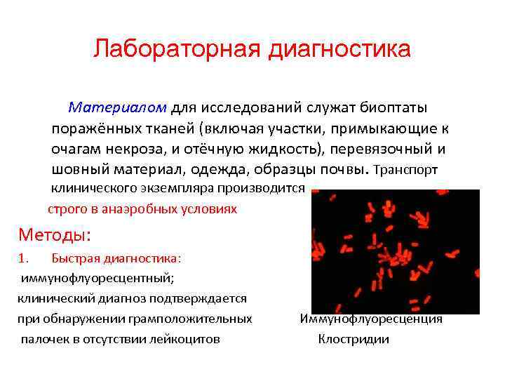 Лабораторная диагностика Материалом для исследований служат биоптаты поражённых тканей (включая участки, примыкающие к очагам